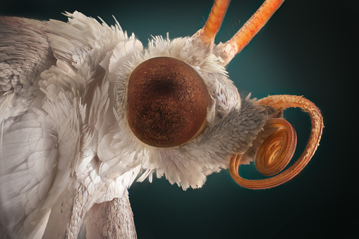 Extra sharp portrait of white moth through a microscope.