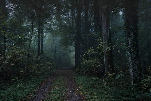 Footpath in dark and foggy autumn forest stock photo