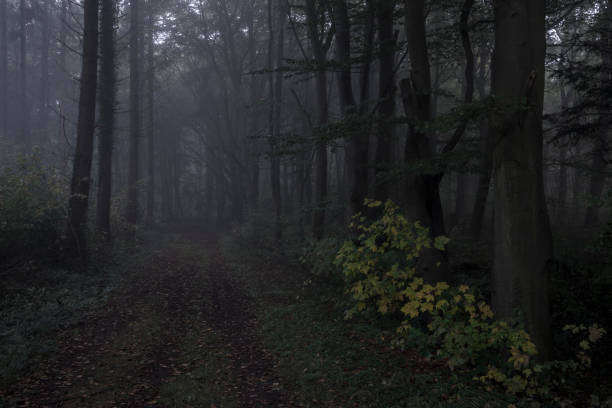 istock Footpath in dark and foggy autumn forest 621704666