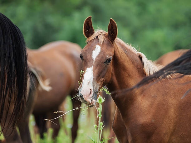 istock arabian foal among herd at pasture 621705008