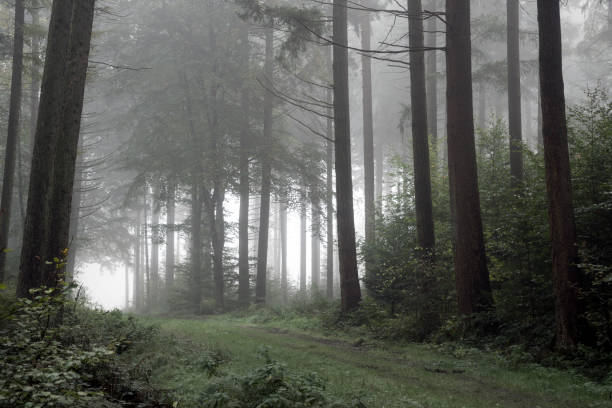 istock Footpath in dark and misty autumn forest 621705242