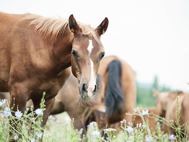 istock foal with herd at the pasture. 621705926