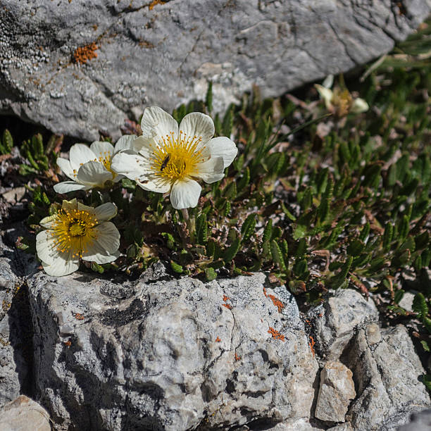 istock Rocky Mountain Wildflower Mountain Aven Dryas octopetala 621705938