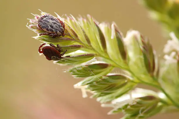 Photo of Cayenne tick on a plant