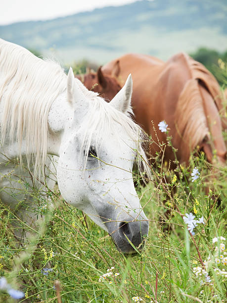 istock grazeing arabian dams at the pasture 621706938