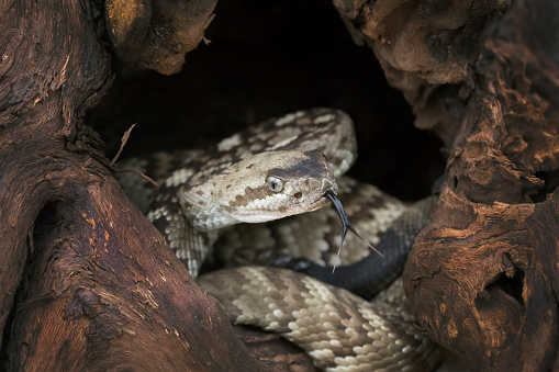 Young Venomous Black-tailed Rattlesnake with Forked Tongue in Den