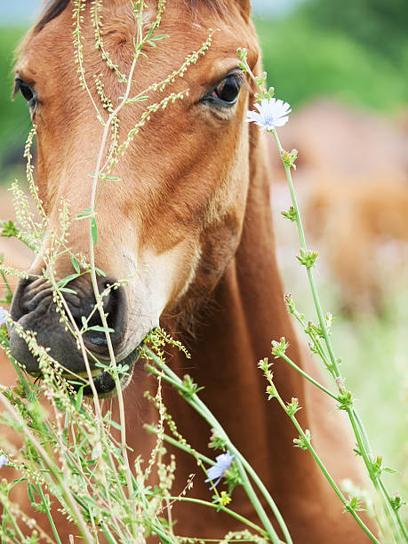 istock portrait of grazeing foal at the pasture 621707964