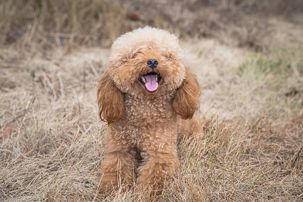 istock Toy Poodle On Grassy Field 621711716