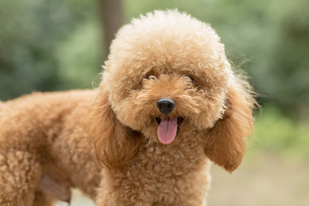 istock Toy Poodle On Grassy Field 621711734