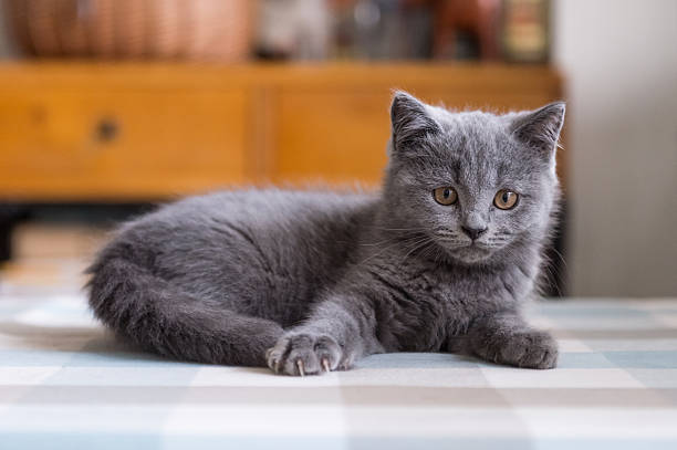 istock The grey shorthair kitten 621711798