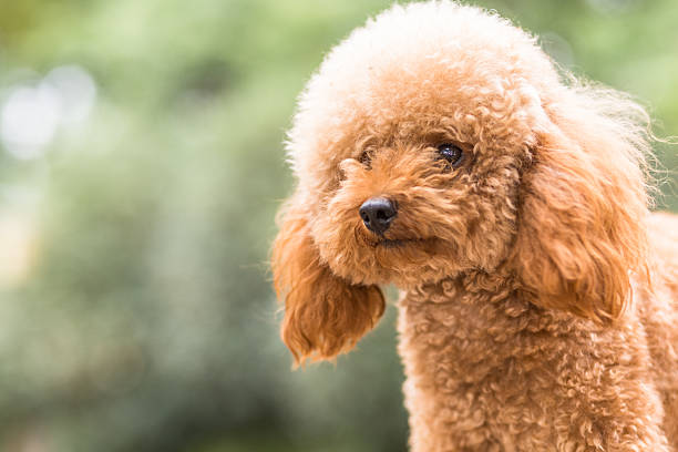 Toy Poodle On Grassy Field stock photo