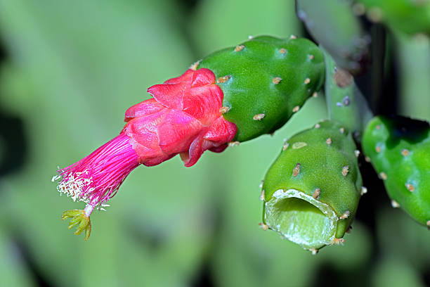 サボテン・オプンティア・コチェニリフェラの花 - prickly pear fruit flowers plants nature ストックフォトと画像