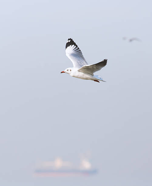istock Soft scene of flying seagull 621711890
