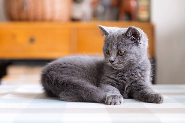 istock The grey shorthair kitten 621711926