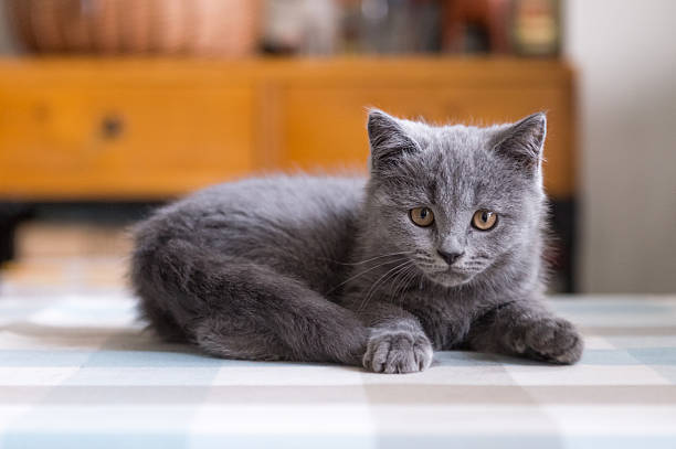 istock The grey shorthair kitten 621712066