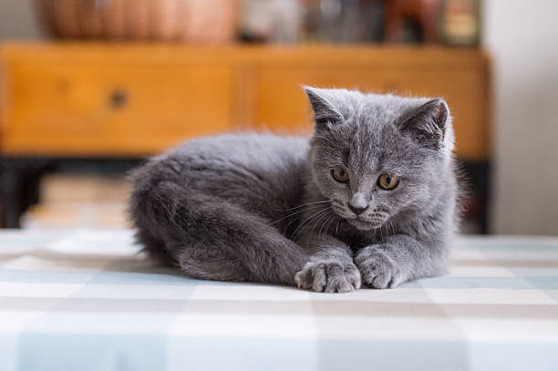 istock The grey shorthair kitten 621712178