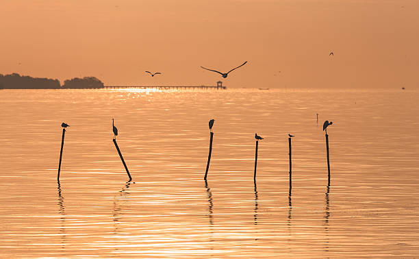 istock Seagulls on water surface in morning 621712212