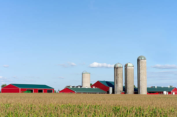 istock Farm Barns and Silo's Across Corn Field 621712320