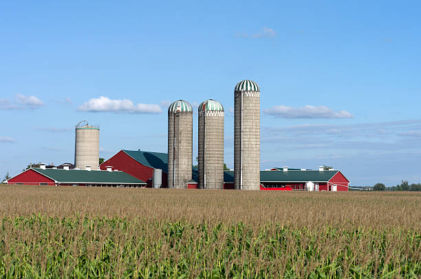 istock Farm Barns and Silo's Across Corn Field 621712384