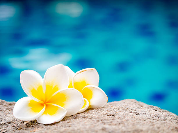 istock Two plumeria flowers beside swimming pool 621712624