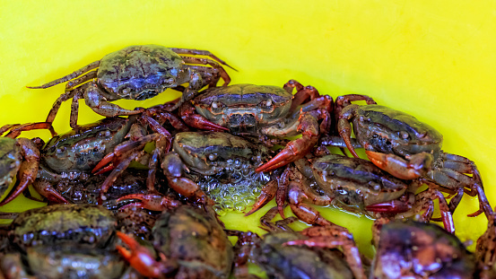 field crabs in yellow bucket