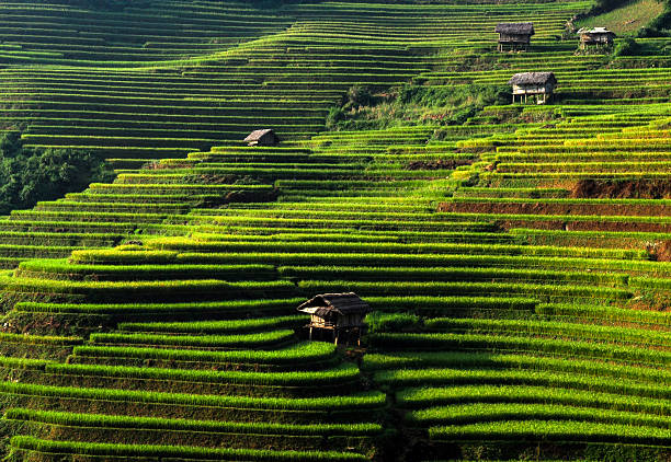 istock Terraced rice field in mu cang chai, vietnam 621713162