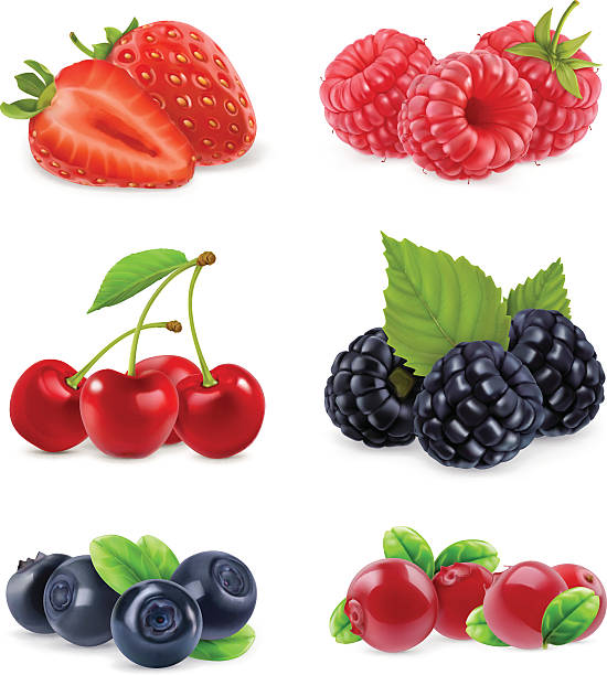 숲 베리. 사실적인 일러스트레이션 - blueberry berry fruit berry fruit stock illustrations