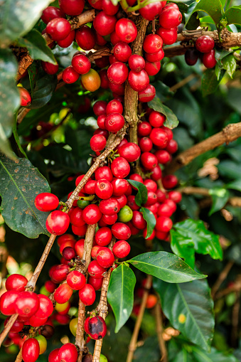Close-up of coffee cherries on coffee farm in Kenya, Africa. There are several species of Coffea - the coffee plant. The finest quality of Coffea being Arabica, which originated in the highlands of Ethiopia. Arabica represents almost 60% of the world’s coffee production..