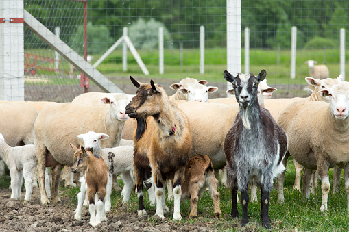 Goats, kids, sheep and lamb on a farm.