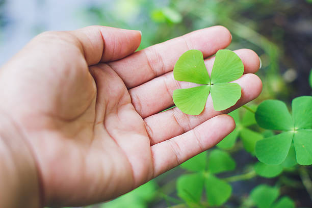 four leaf clover in hand.good luck leaf.