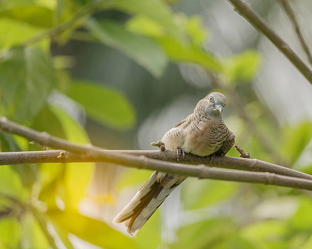 istock Little Dove , small bird on green background 621714988