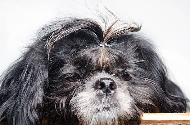 istock small dog with sad snout 621715072