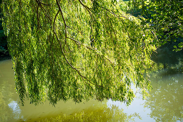 istock Young plant in the   nature background 621716374