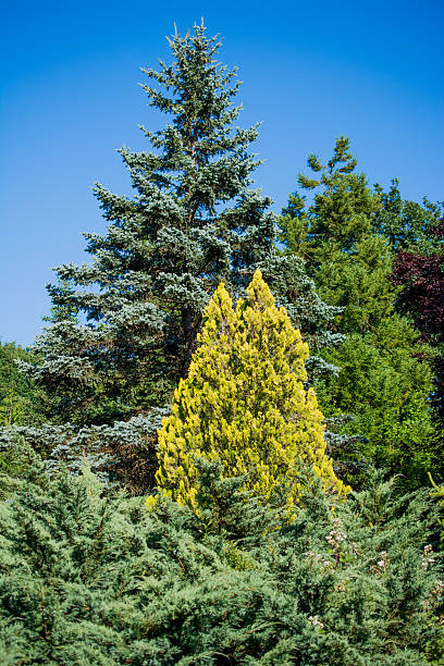 istock Young plant in the   nature background 621716484