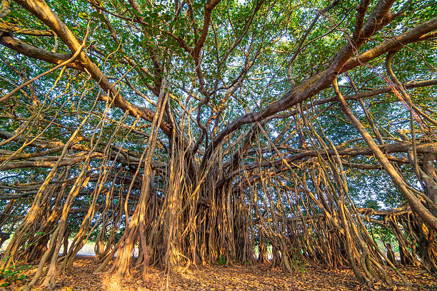 istock Tree of Life, Amazing Banyan Tree 621718822