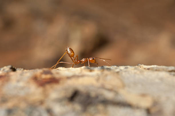 istock Red ant  working on tree  in the garden 621718860