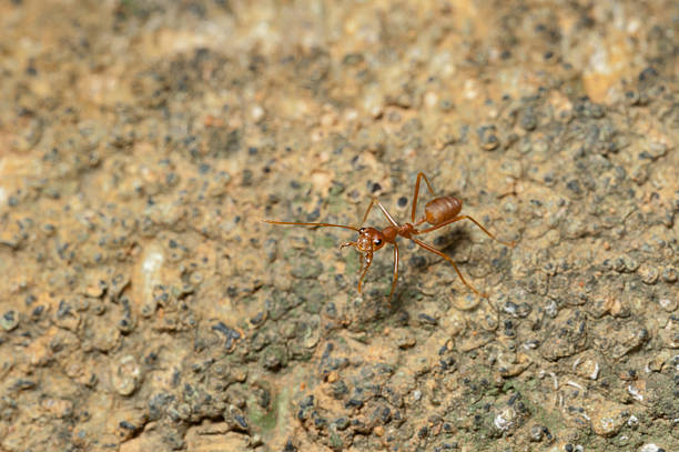 istock Red ant  working on tree  in the garden 621719214