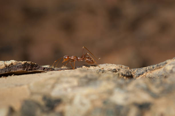 istock Red ant  working on tree  in the garden 621719290