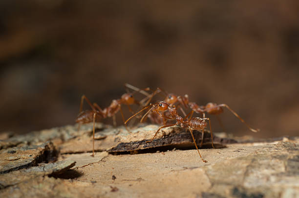 istock Red ant  working on tree  in the garden 621719484