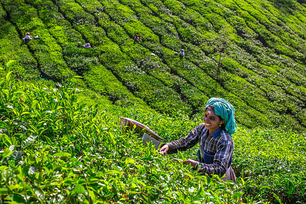 Women picking tea leaves in a tea plantation around Munnar stock photo