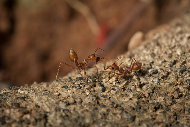 istock Red ant  working on tree  in the garden 621719720