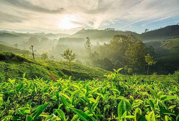 istock Sunrise over tea plantations in Munnar, Kerala, India 621719798