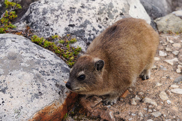 Rock dassie on Table Mountain, Cape Town, South Africa. Cape hyrax, Hyrax capensis, also known as a rock dassie, on Table Mountain, Cape Town, South Africa. hyrax stock pictures, royalty-free photos & images