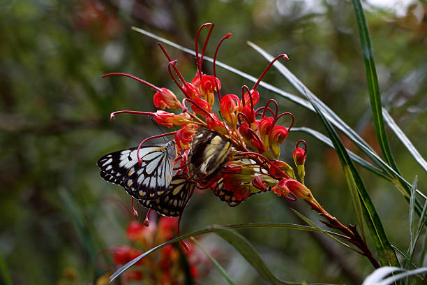 Caper White Butterfly on an Australian Grevillea Flower. 