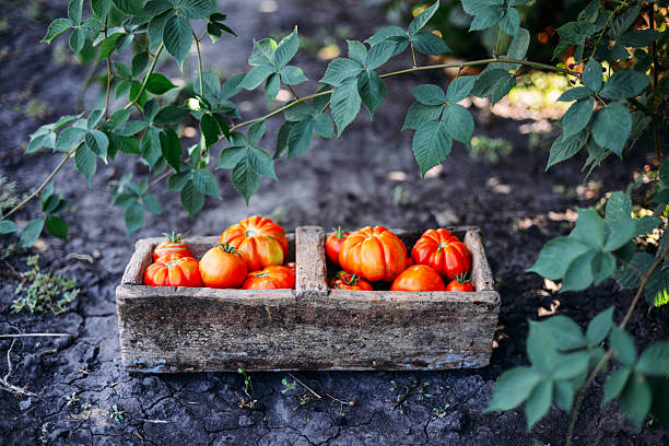 istock Assorted tomatoes in brown paper bags. Various tomatoes in bowl. 621722720