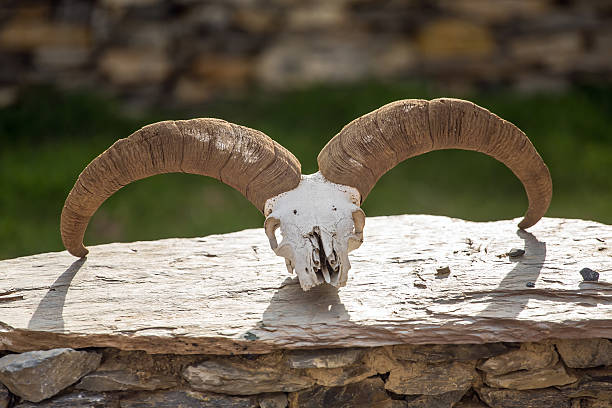 istock Ram skull on the stone fence in Nepal 621722732