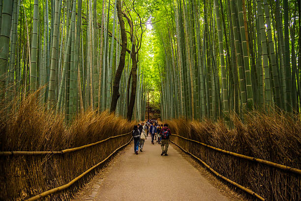 arashiyama plantación de bambú - tree bamboo tall japanese culture fotografías e imágenes de stock