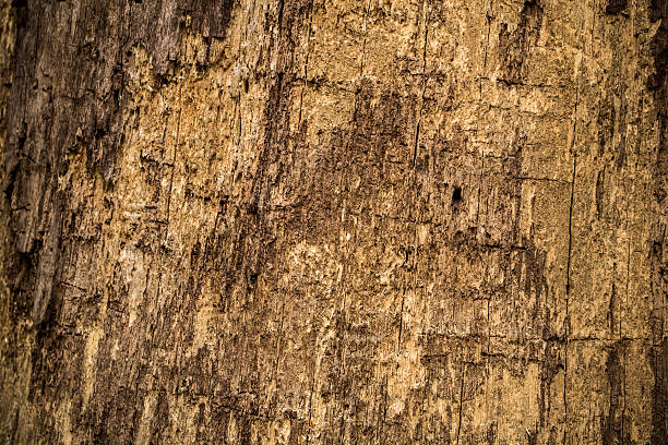 istock natural beautiful old wood texture 621722912