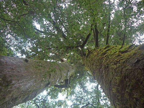 Looking up to the top of two old yakusugi cedar trees, tree trunk, green moss on tree bark, Yakushima Island, Japan