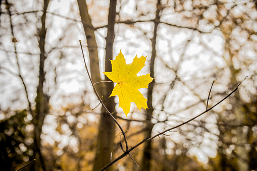 beautiful yellow leaf weighs himself on a branch, closeup, concept of autumn